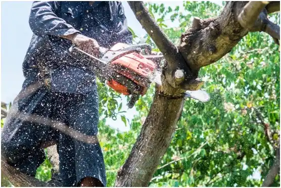 tree services Clintonville